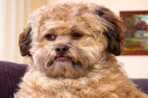 This dog wasn’t wanted because his face looks like a human’s