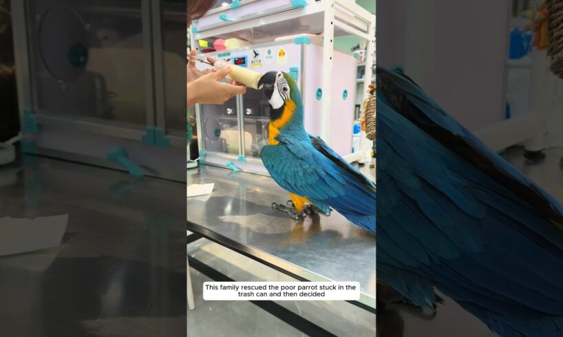 This family rescued the poor parrot stuck in the trash can and then decided