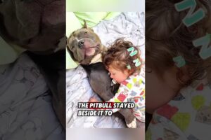 This helpless pitbull was adopted by a kind man, and then this happened #animals #pitbull #dog