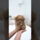 This might be the cutest puppy you see the today😍🥰😘 - Aloha Teacup Puppies #maltipoo #babygirl