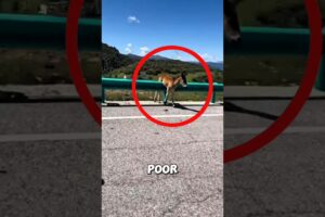 This poor little horse was stuck until a hero stepped in ❤️ #horse #rescue