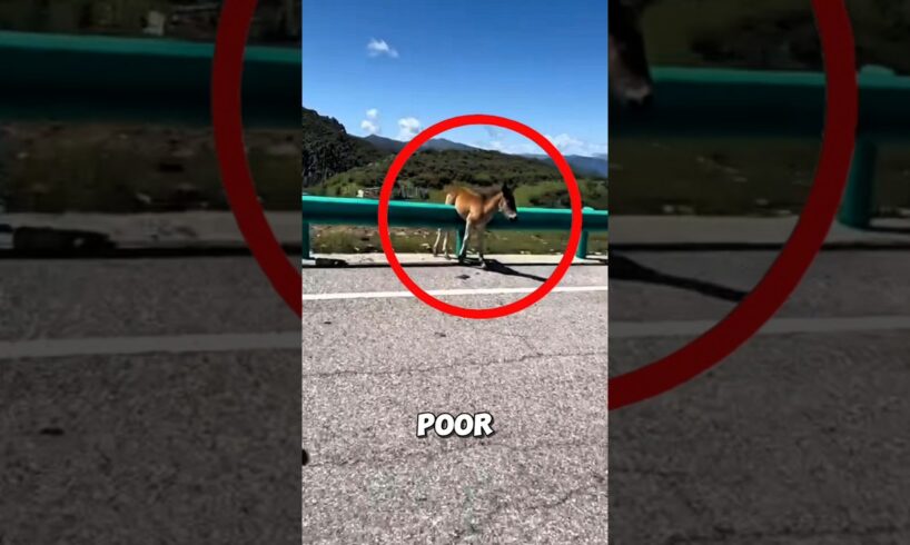 This poor little horse was stuck until a hero stepped in ❤️ #horse #rescue