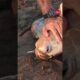This sea turtle was freed from a plastic fork! #turtles #turtlerescue
