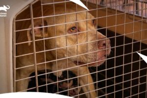 Tia Torres Rescued a Dog with a Coughing Problem | Pitbull & Parolees S4 Ep2 | Animal Planet India