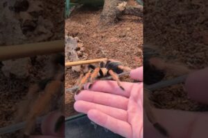 Tips On Handling Your Tarantula! 😬🕷🕸 #shorts