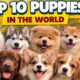Top 10 Puppies in the World 🐶😍 beautiful puppies || cute puppies || dog voice || dog vedios