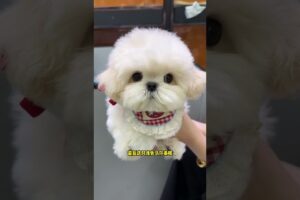 Top 3 Cutest Puppies: Your Dream Dog is Here