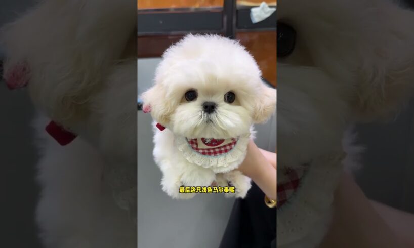 Top 3 Cutest Puppies: Your Dream Dog is Here