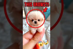 Top 4 CUTE Puppies That Grows Way BIGGER Than Expected 😱🐶 #dog #dogshorts #shorts