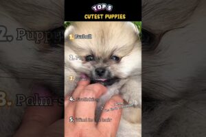 Top 5 Cutest Puppies