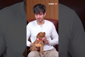 Top 5 Dog Breeds for First-Time Owners | Beginner-Friendly & Adorable #puppiezo #shortsvideo #puppy