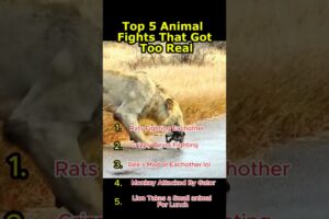Top 5 Funniest Animal Fights You Have to See! 😂