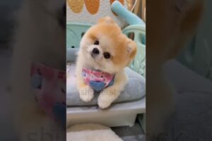 Top 5 Most Cutest Puppies in the World ❤️ #dog #cute #puppy #shorts #pets