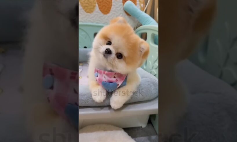 Top 5 Most Cutest Puppies in the World ❤️ #dog #cute #puppy #shorts #pets