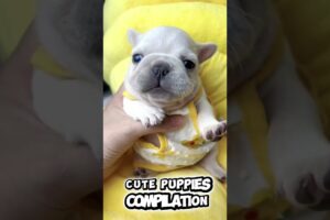 Try Not to Smile 😍 Cutest Puppies Ever!