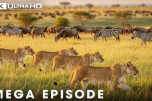 Ultimate Predators: When Lion Attack | MEGA EPISODE | Nature Animal Documentary