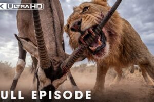 WILD ANIMAL: The Most Brutal Fight for Survival | Nature Animal Documentary