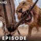 WILD ANIMAL: The Most Brutal Fight for Survival | Nature Animal Documentary