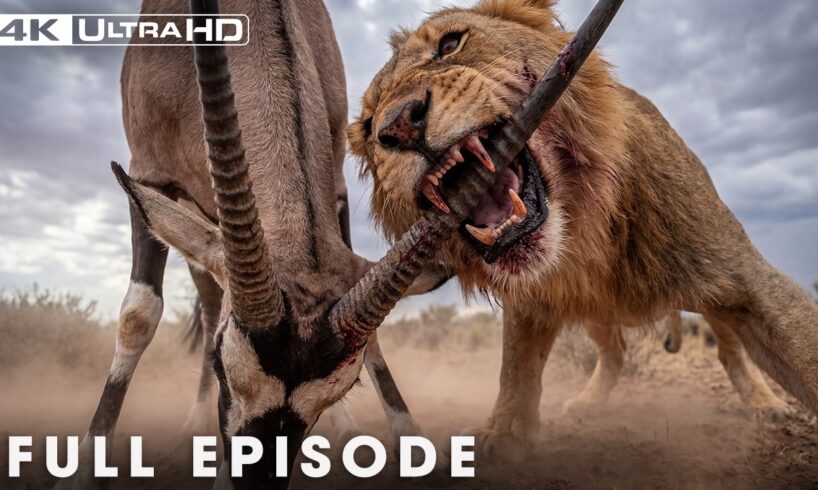 WILD ANIMAL: The Most Brutal Fight for Survival | Nature Animal Documentary