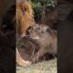 Warthog vs Lion — The Fight Took a Shocking Turn! #animalfight #shorts