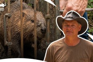 Watch Team Turtle Tackle A Dangerous Beaver Dam Rescue | Call Of The Wildman S1 E22