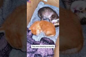 We rescued this kitten! #viral #animals