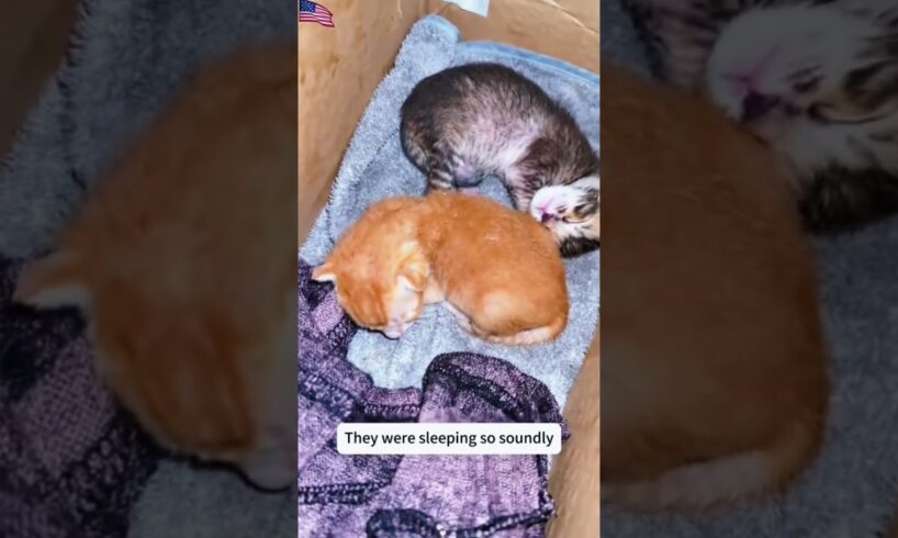 We rescued this kitten! #viral #animals