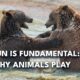 What are the benefits of playing for wild animals? | AI
