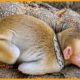 When One Move Decides Everything: Black Mamba, Cobra, Python & Deadly Hunts | Animal Fight