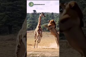 When a Lion Challenges a Giraffe – The Unexpected Happens