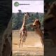 When a Lion Challenges a Giraffe – The Unexpected Happens