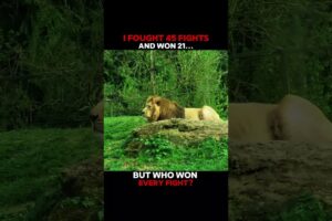 Who has won the most fights?.... #wildtv #lionnation #animals #trendingshorts #wildlife #lioncub