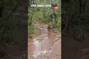 “Wild Animal Fights: Cat vs Snake vs Others 🐾 | Ultimate Animal Battle”