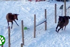 Wild Elk And Horse Play Together in Magical Moment