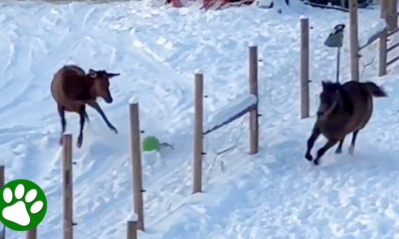 Wild Elk And Horse Play Together in Magical Moment