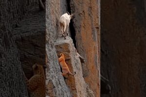 Wild Fight: Goat Unaware—Leopard Prepares a Sneak Attack! #naturebattle  #wildlifebattle #discovery
