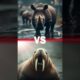 Wild Rhino VS ANIMAL Fight (Part-60) #vs #animal #viral #trending #explore