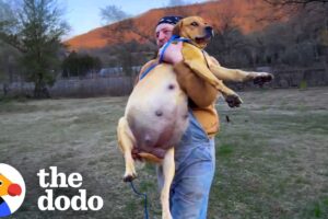 Woman Makes It Her Mission To Rescue Every Dumped Dog In Her County | The Dodo
