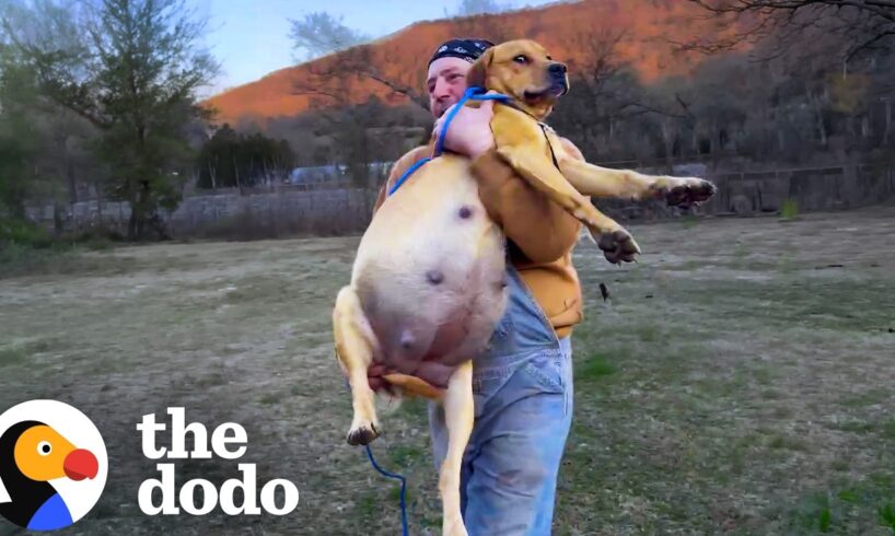 Woman Makes It Her Mission To Rescue Every Dumped Dog In Her County | The Dodo