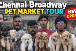 World’s Cutest Puppies at Pet Market Chennai 🐶 | Full Tour #madrasjunction