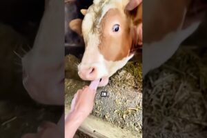 XL  Cows Are Emotional Giants! 🐮❤️😊 They Swim & Play Too!#animals #funny #cute #shortfeed #cows