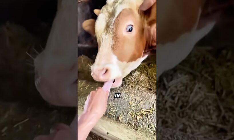 XL  Cows Are Emotional Giants! 🐮❤️😊 They Swim & Play Too!#animals #funny #cute #shortfeed #cows