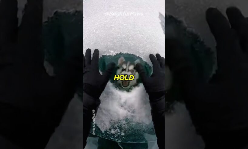 You Won't Believe What This Puppy Brought Me 🎁 #animalrescue #puppy #humanity