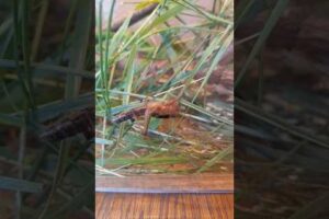 ... and playing the grasflute! #heuschrecken #heuschrecke #locust #insects #grass #flute #animals