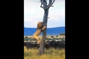 animal fighting | Animal Planet | (2022) #shorts