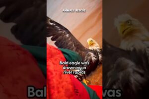 bird rescue emotional animal rescue 🐾 #shortfeeds #animalrescue #foryou #music