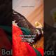 bird rescue emotional animal rescue 🐾 #shortfeeds #animalrescue #foryou #music