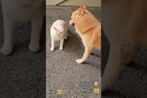 cat and dog playing #cat #dog #shorts #short #animals #pets #funny #funnyvideo #funnyshorts