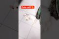 cat playing!!!♥️🐈🔥#cat #shorts #animals #viral #trending #subscribe #love #cute #playing