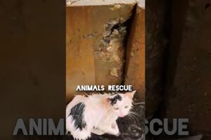 cat rescue  emotional animal rescue 🐾#shortfeeds #foryou #animalrescue